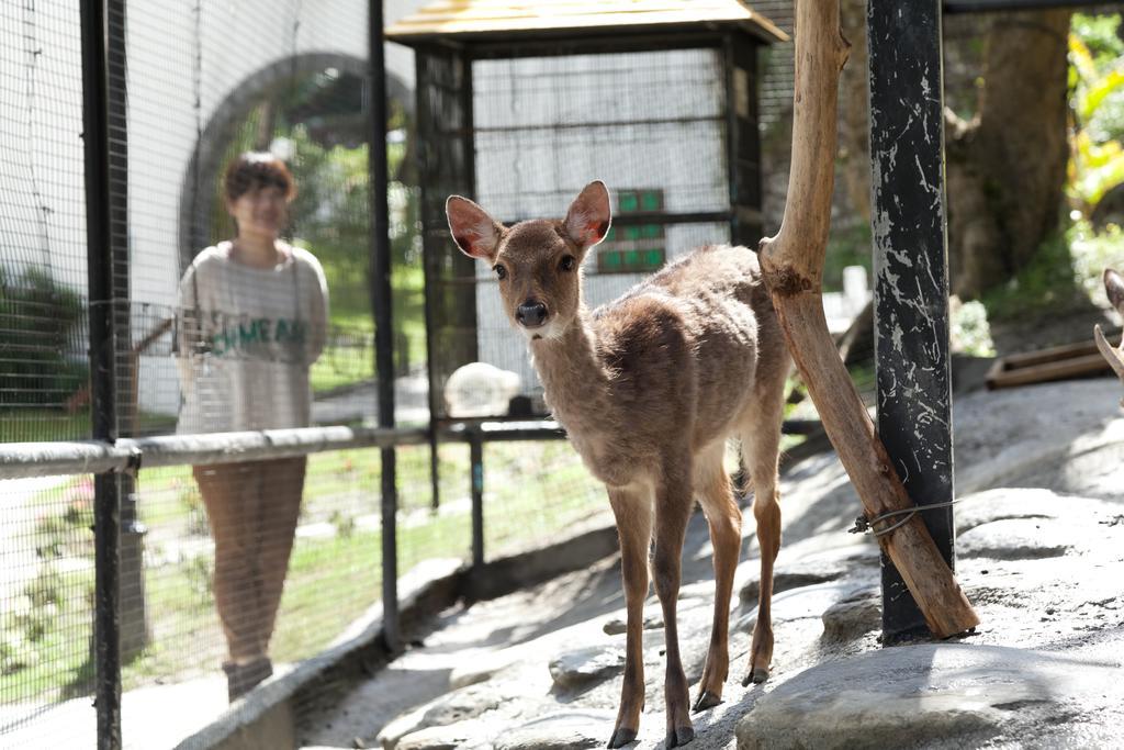 Hotel Royal Chihpin Wenquan Exterior foto A young deer at the zoo